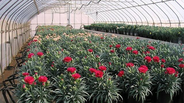 macetas (2)|fósforo 1